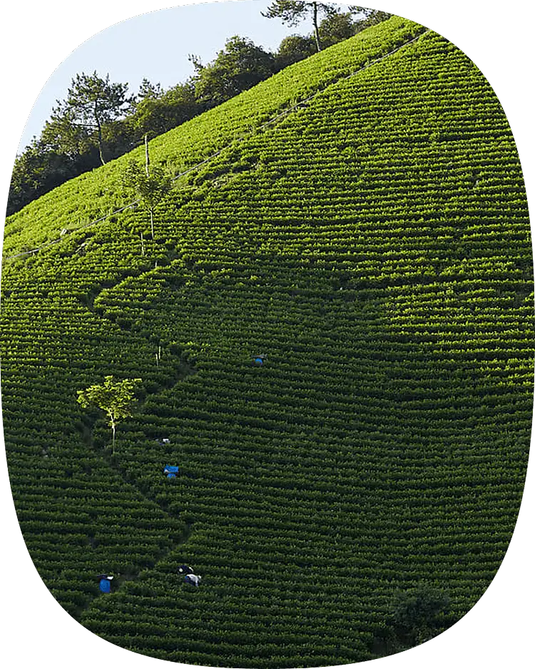 Gotcha Bubble Tea Experience