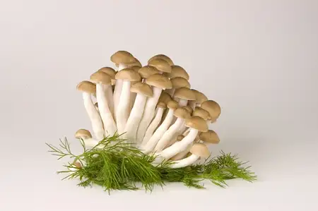 Brown beech mushroom褐山慈菇 150g