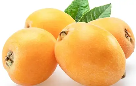 【特价】枇杷/kg（活动到12.9）