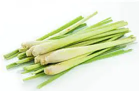 柠檬草（香茅）/根