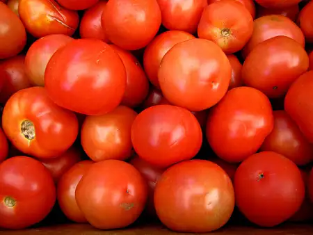 大圆西红柿番茄Tomato round large/kg