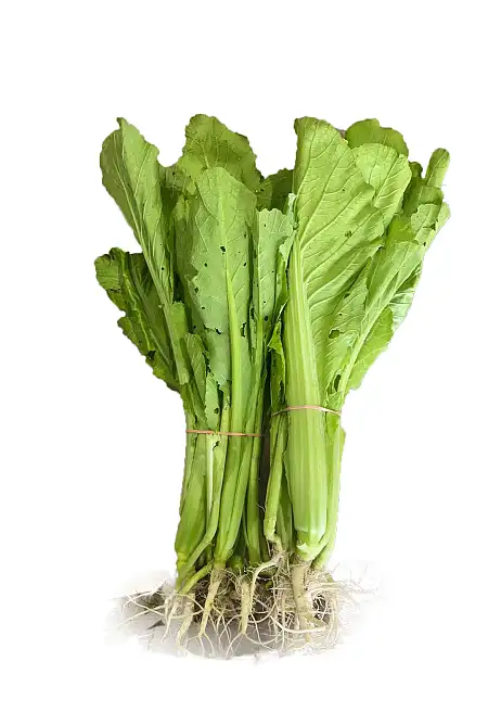 大芥菜/把