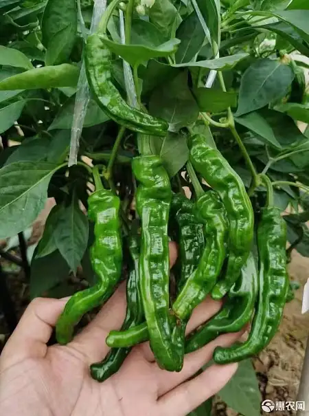 皱皮椒500g