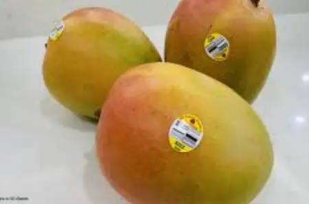 【特价】R2E2芒果/ea（活动到12.9）