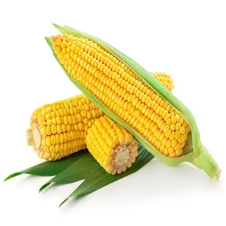 新鲜大玉米CORN PREPACK 5O0G