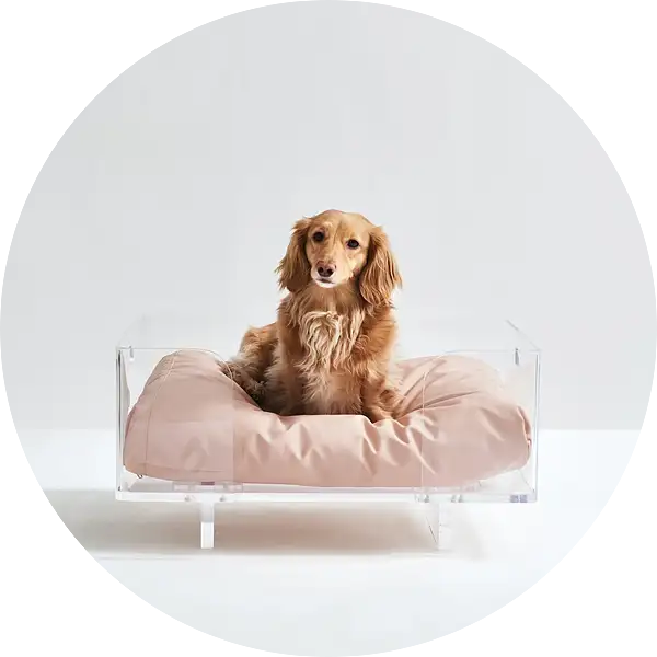 美洲设计师American Designers