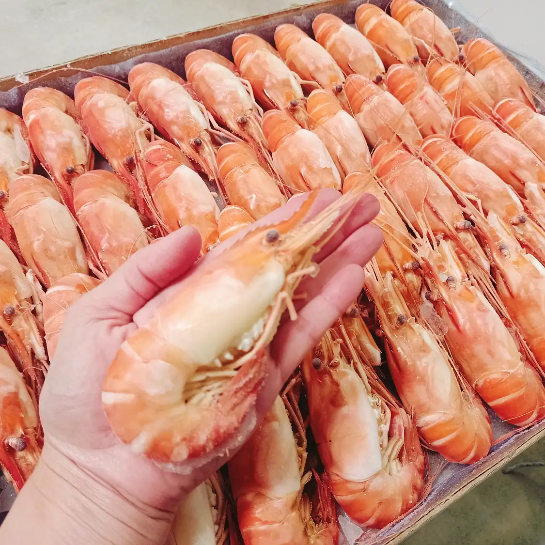熟凍螯蝦 Whole Cooked Scampi 3kgs