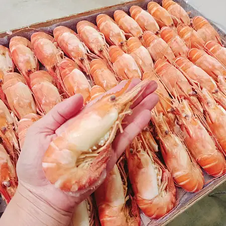 熟凍螯蝦 Whole Cooked Scampi 3kgs