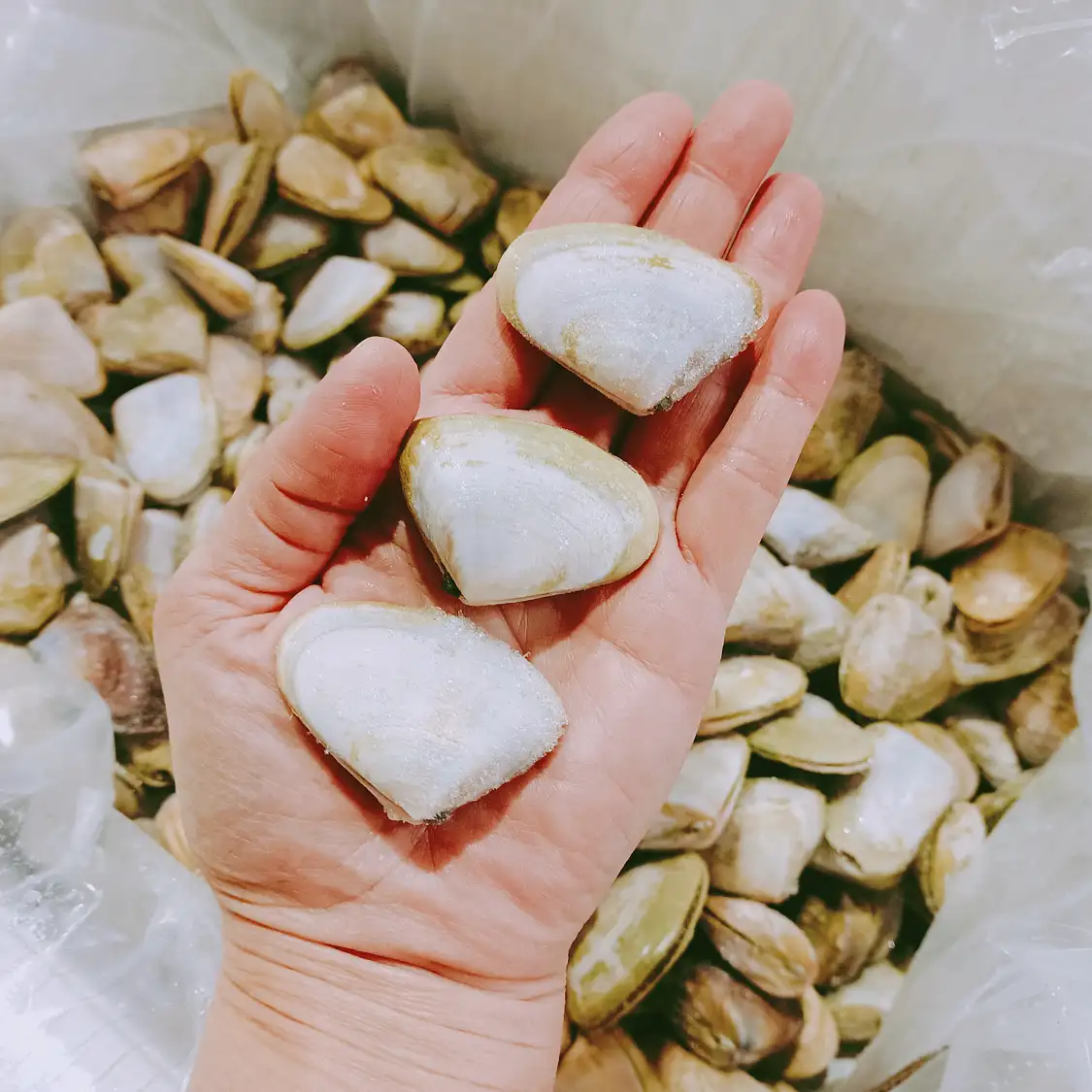 南澳 野生徒手捕撈 SA Frozen Pipi 700g