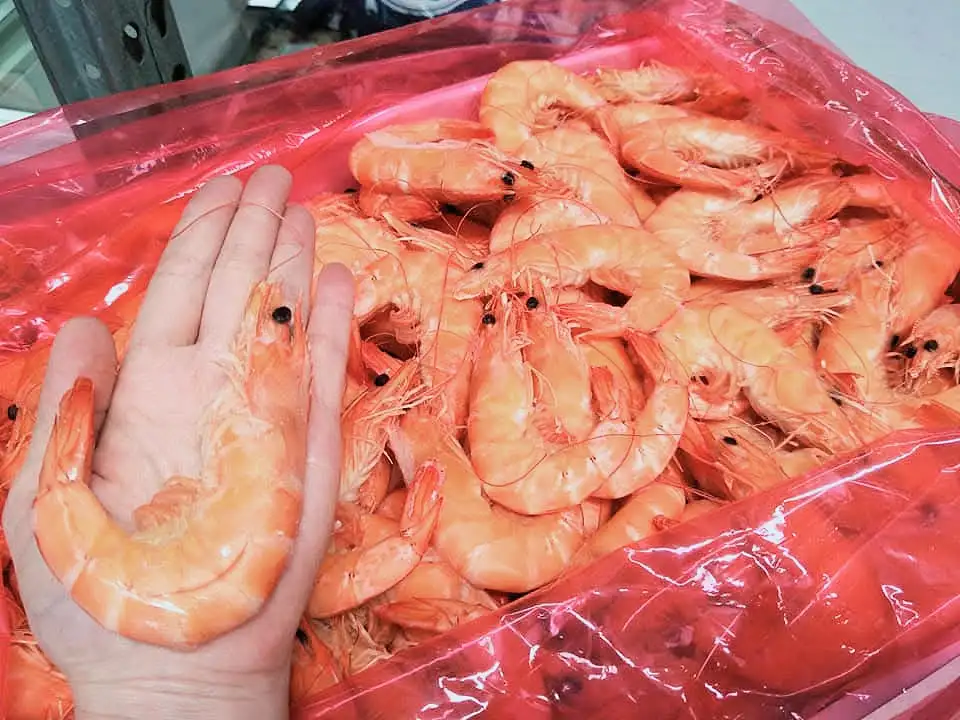 U10/15 泰國帶殼熟蝦 Whole Cooked Vannamei 5kg