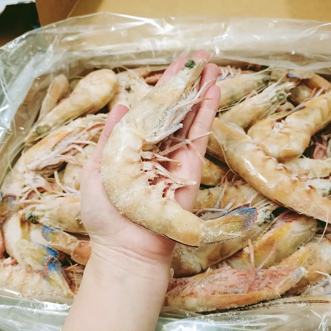 南澳 野生巨大帝王蝦 U6 Wild Caught Ocean King Prawn 5kg