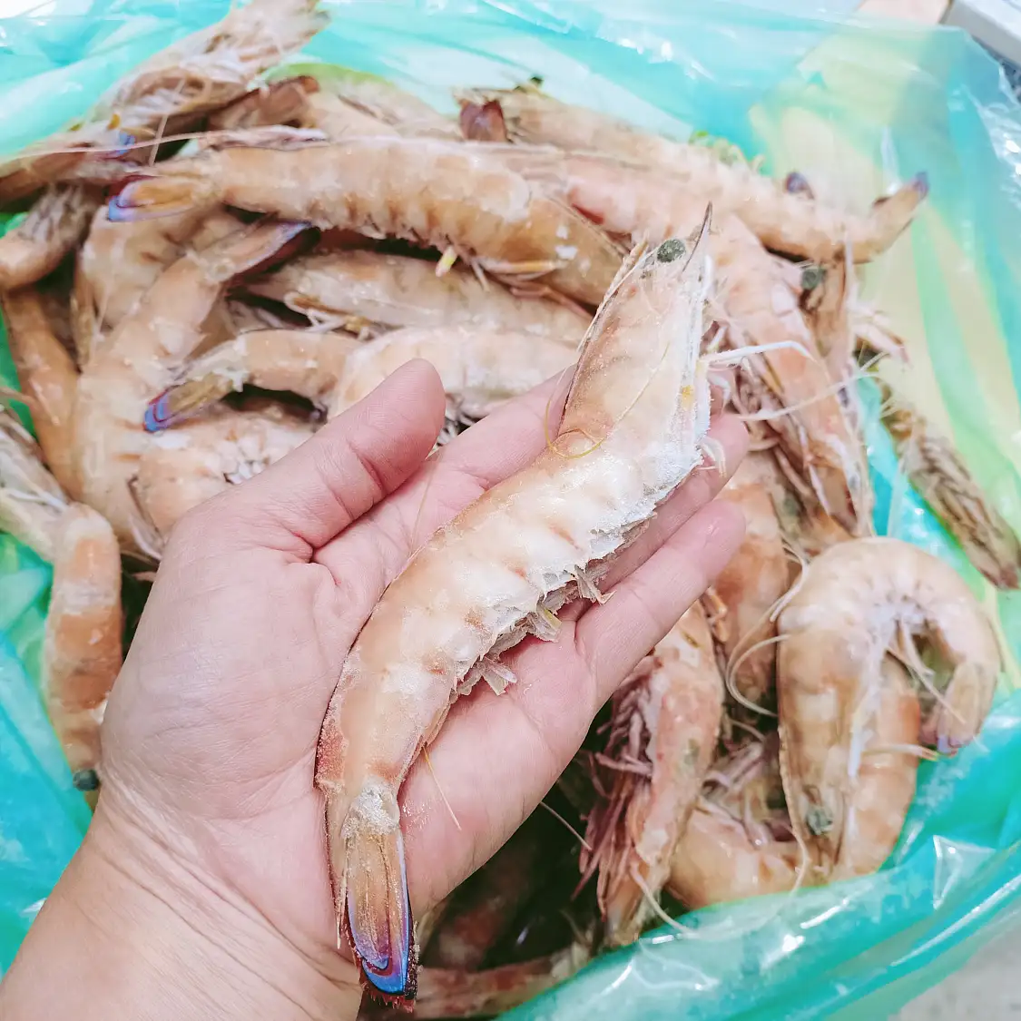 澳洲 野生帝王蝦 U10 Wild Caught Ocean King Prawns 1kg