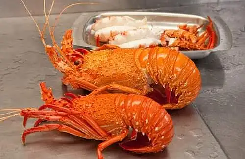 (預購) 西澳 空運新鮮熟龍蝦 WA Fresh Cooked Lobster