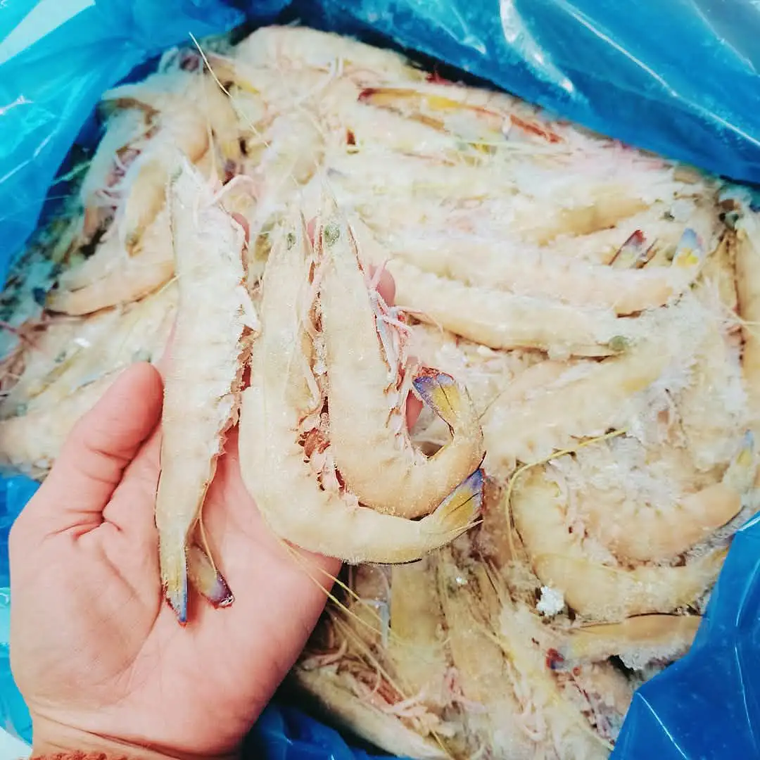 (小隻) 南澳 野生帝王蝦 SA Wild Caught King Prawn