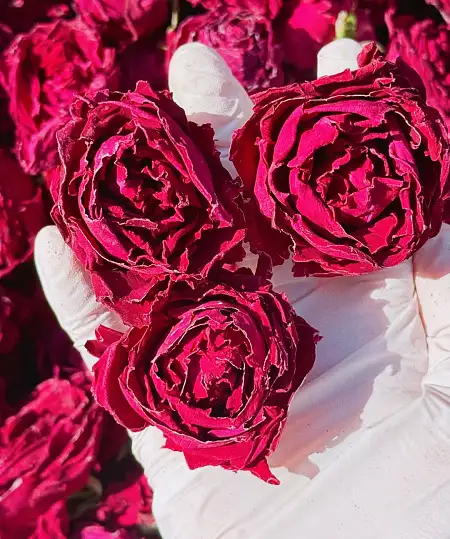 🌹【墨红玫瑰】