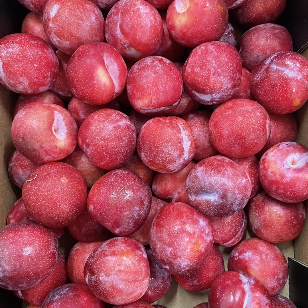 樱桃李 Cherry Plum 950G-1.05KG