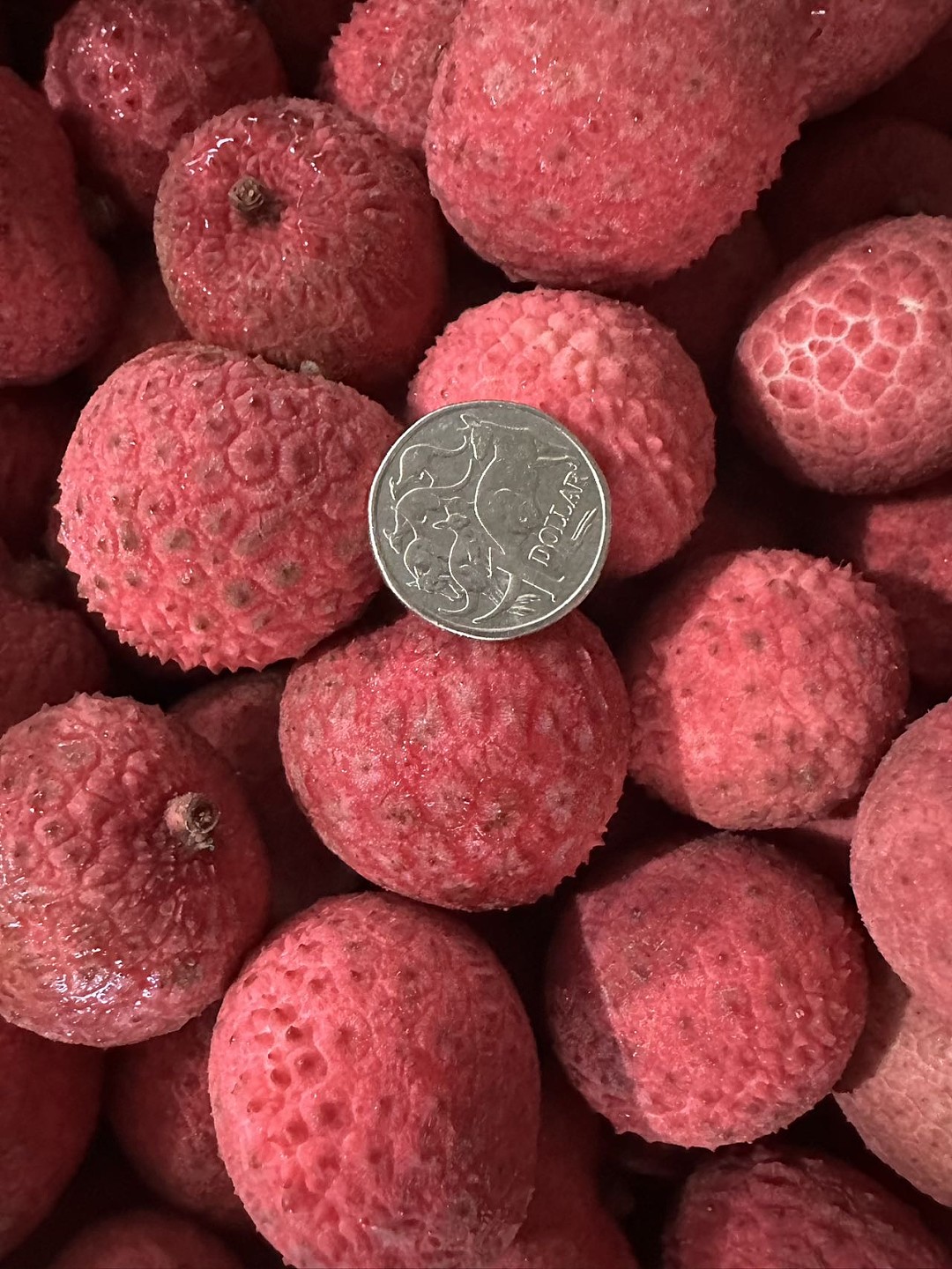 【整箱】新鲜糯米糍荔枝 约5KG