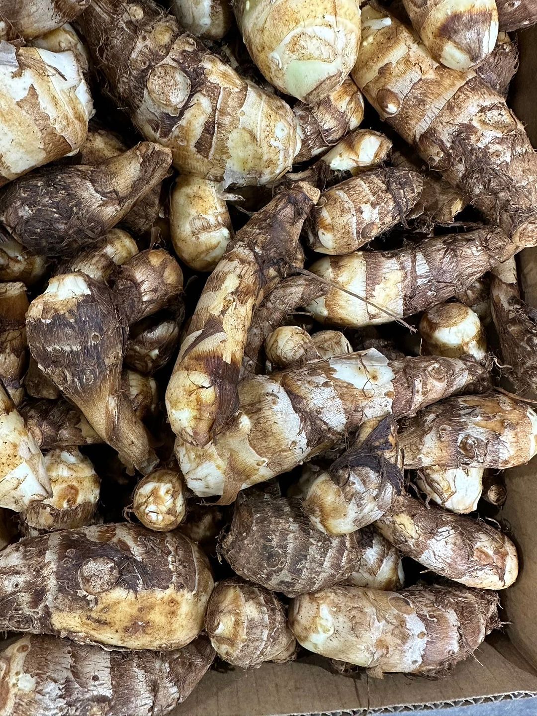 昆士兰日式小奶芋 950G-1.05KG