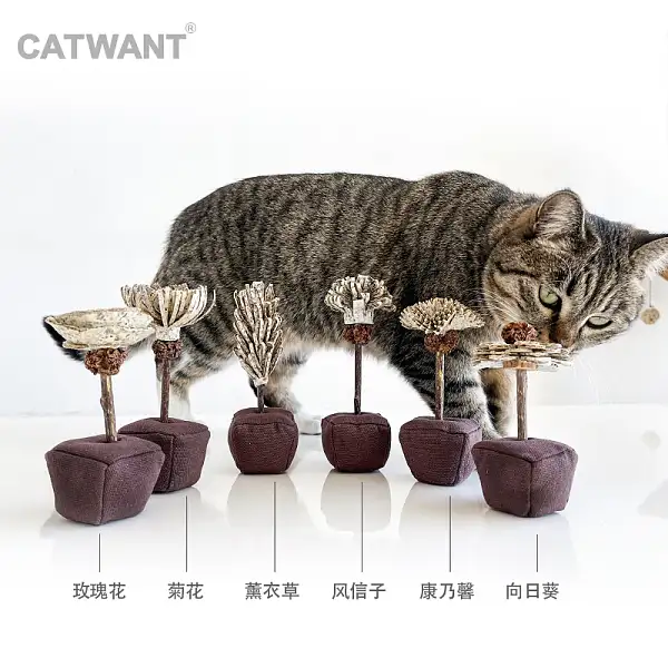 花猫 c935ebb2537d0efc37355590d6eb10