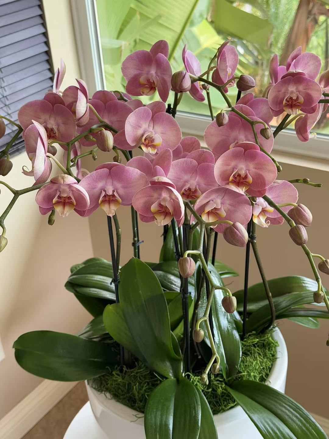 Large Orchid Garden