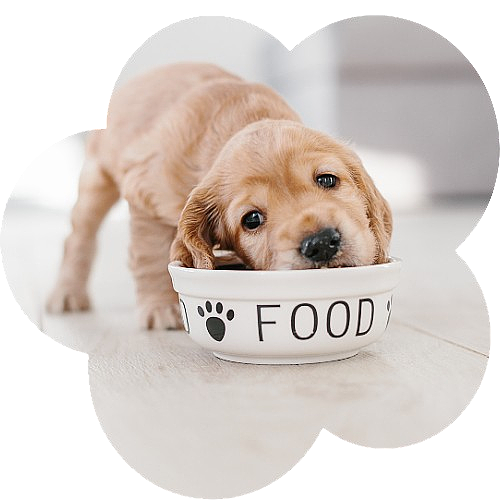 Pet Food Pet Food