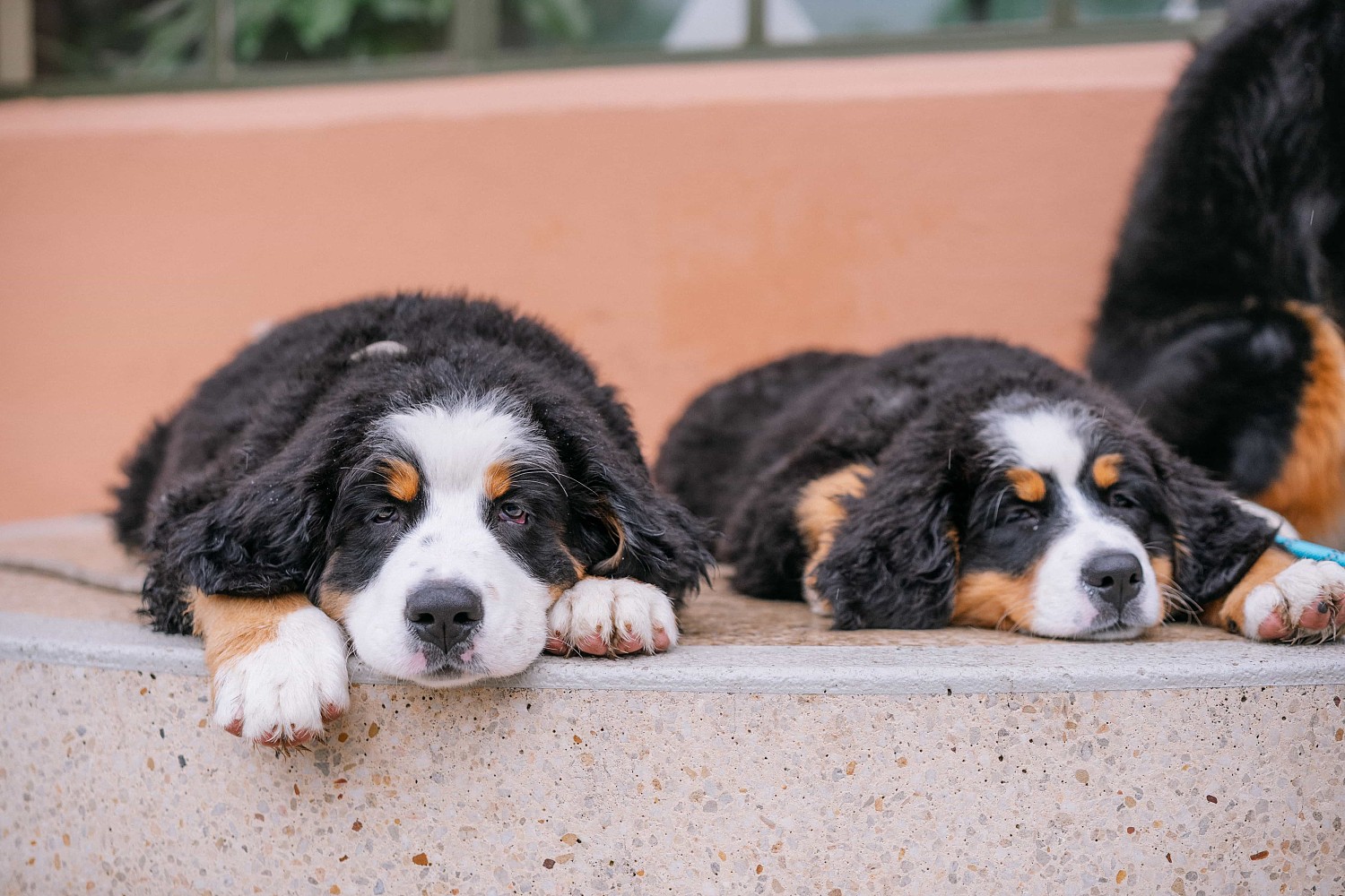 lm_image___2zfov photo-img___3y4aZ cover___2hGtr