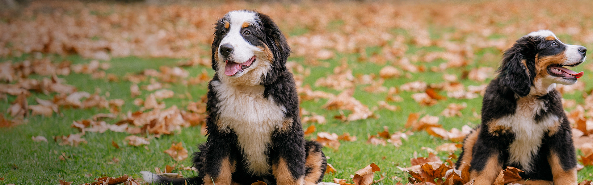 lm_image___2zfov swiper-item-img___1bCLM cover___2hGtr