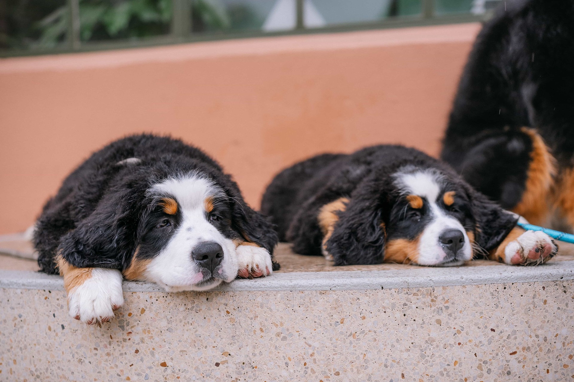 lm_image___2zfov swiper-item-img___1bCLM cover___2hGtr