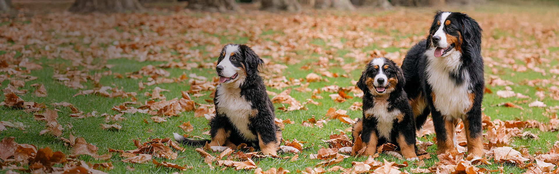 lm_image___2zfov swiper-item-img___1bCLM cover___2hGtr