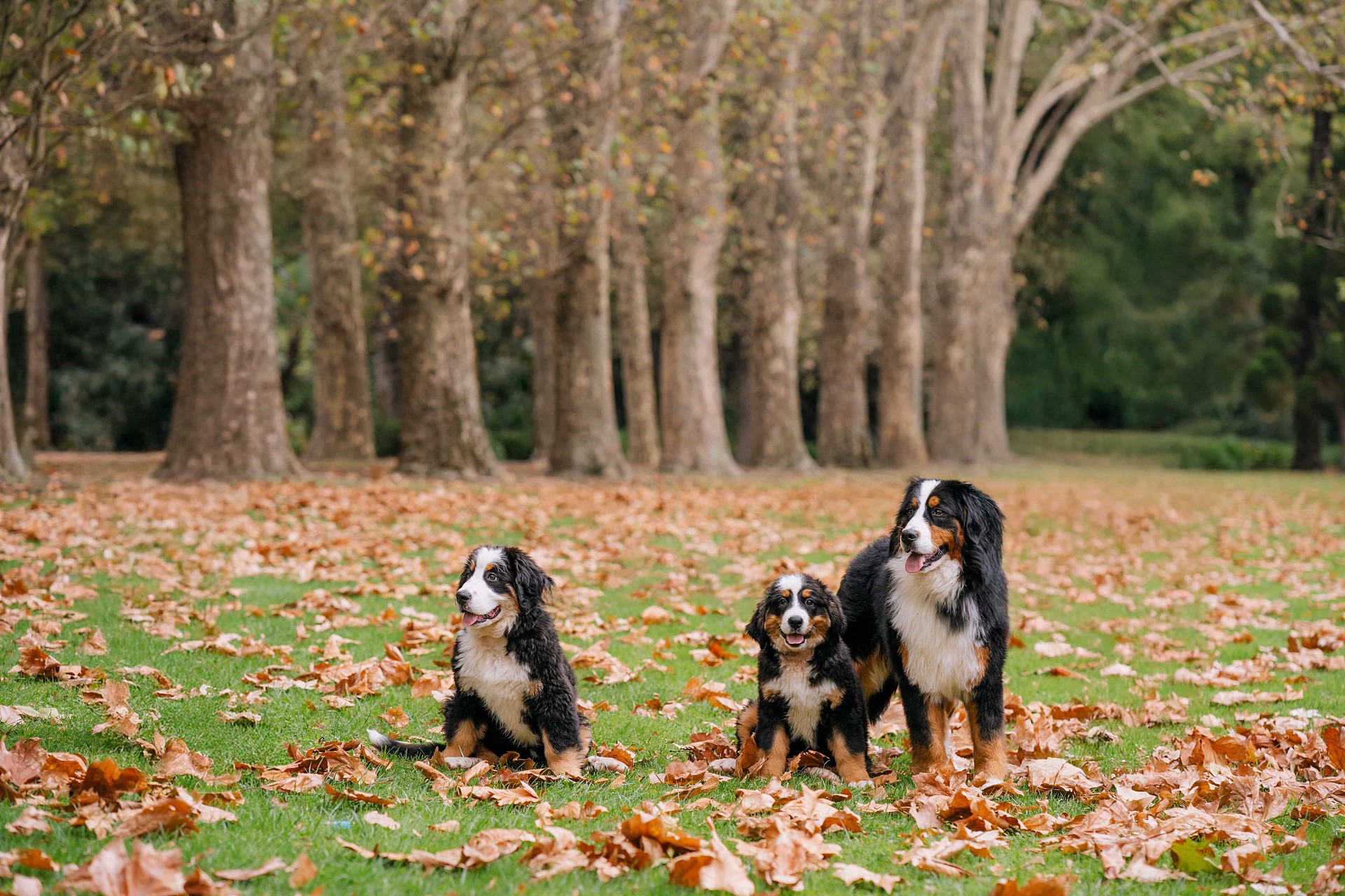 lm_image___2zfov swiper-item-img___1bCLM cover___2hGtr